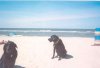 Photo of Brancaster Bay beach - Branny 2003ish